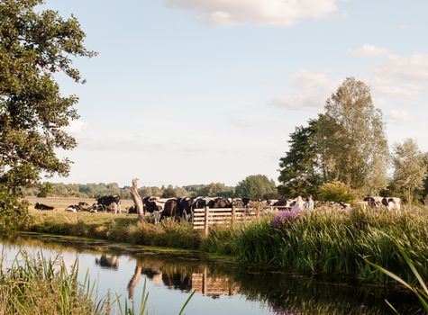 a group of cows blocking a country walk gate family from passing on a summer's day; UK