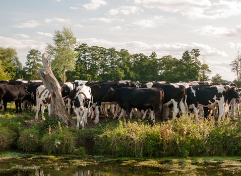 a group of cows closely bunched together as seen from across the river on a summer's day; UK
