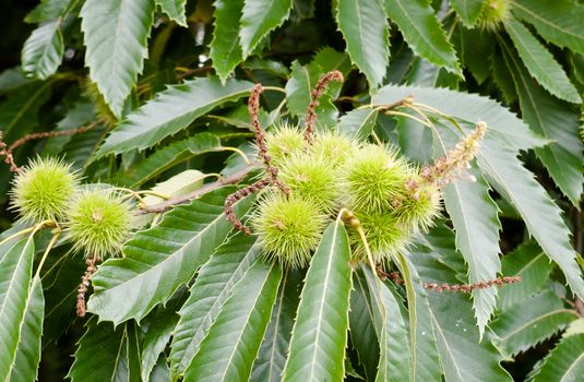 growing spiked green chestnuts conkers on tree up close with leaves; UK