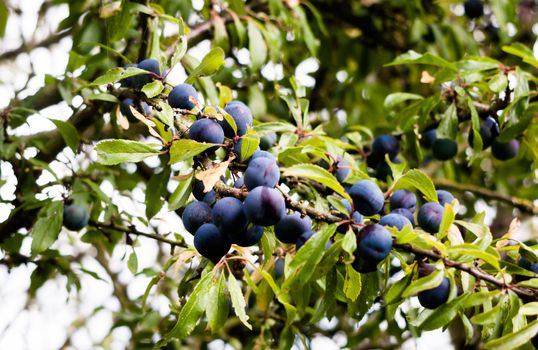 Prunus spinosa (blackthorn, or sloe) growing on tree outside summer; UK