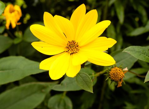 yellow wild growing single dahlia up close; UK