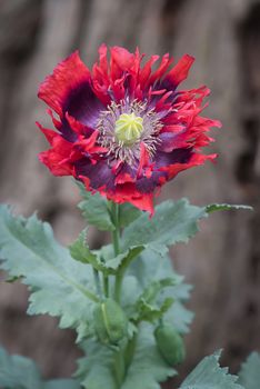 Upright vertical photograph of a single red purple isolated opium poppy against a dark background