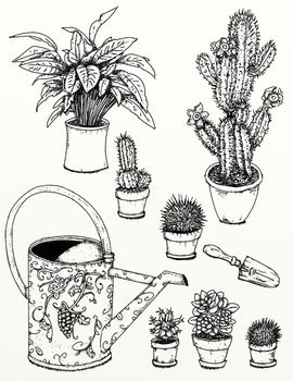 Realistic drawings of plants and gardens
Garden flowers, plants, gardening tools