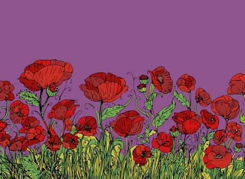 Field of red poppies