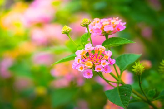 The background image of the colorful flowers, background nature