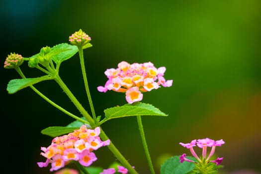 The background image of the colorful flowers, background nature