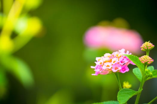 The background image of the colorful flowers, background nature