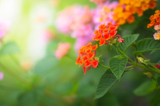 The background image of the colorful flowers, background nature