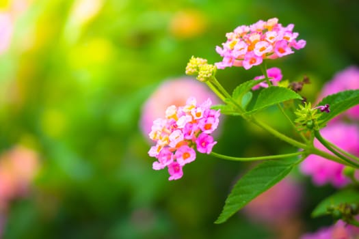 The background image of the colorful flowers, background nature