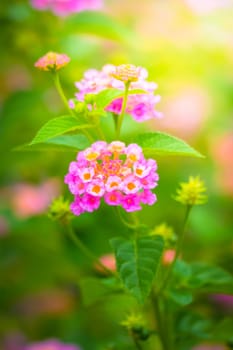 The background image of the colorful flowers, background nature