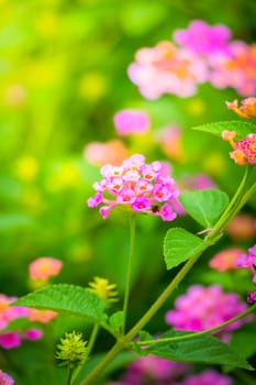 The background image of the colorful flowers, background nature