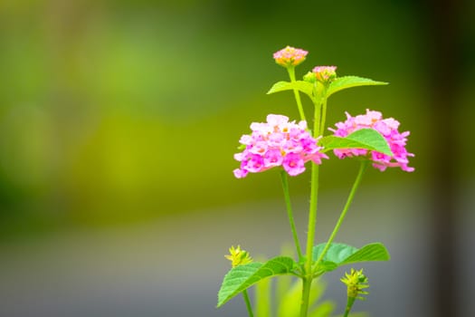 The background image of the colorful flowers, background nature