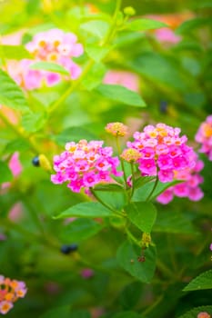 The background image of the colorful flowers, background nature