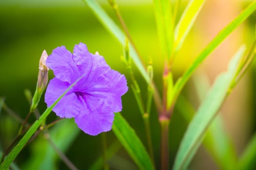 The background image of the colorful flowers, background nature