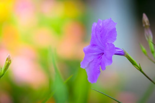 The background image of the colorful flowers, background nature