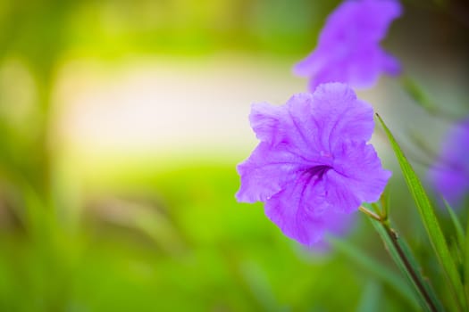 The background image of the colorful flowers, background nature