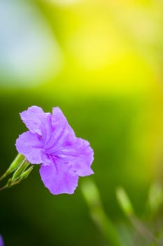 The background image of the colorful flowers, background nature