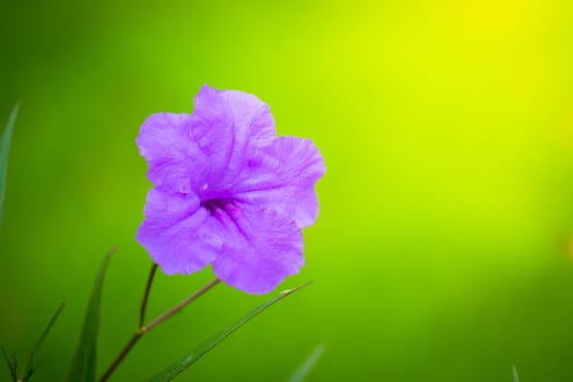 The background image of the colorful flowers, background nature