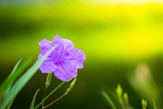 The background image of the colorful flowers, background nature