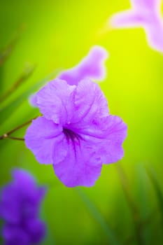 The background image of the colorful flowers, background nature