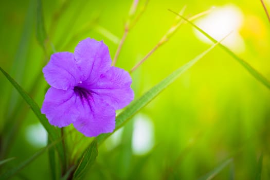 The background image of the colorful flowers, background nature