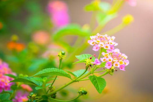 The background image of the colorful flowers, background nature