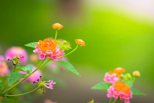 The background image of the colorful flowers, background nature