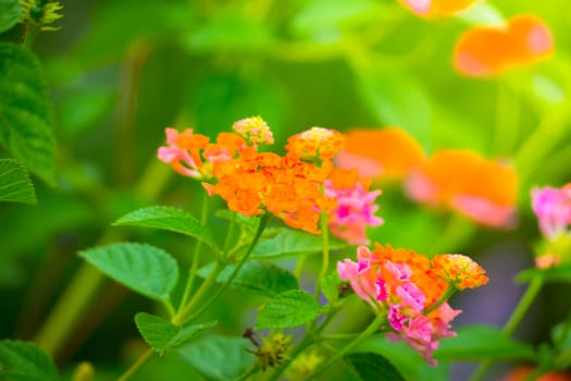 The background image of the colorful flowers, background nature