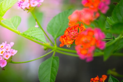 The background image of the colorful flowers, background nature