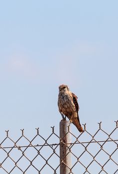 Merlin Falco columbarius bird of prey perches on a post in the Bolsa Chica Wetlands in Huntington Beach, California, USA