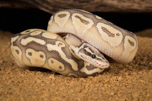 A super lesser pastel  morph of a Royal python curled up with its head showing