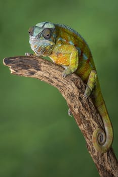 Full length portrait of a panther chameleon with a curl tail on a branch staring forward in upright vertical format against a green background with text space