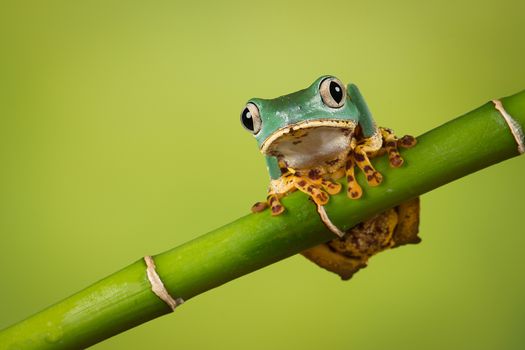 Super Tiger Leg Monkey Frog balancing on a bamboo shoot also known as the waxy tree frog