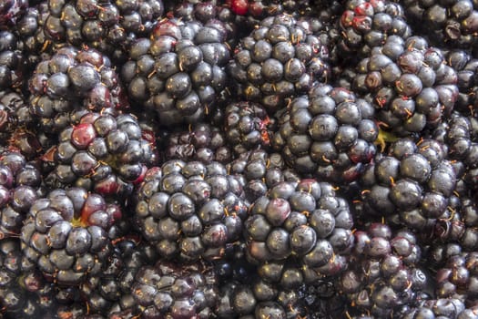 Blackberries background. Close up top view