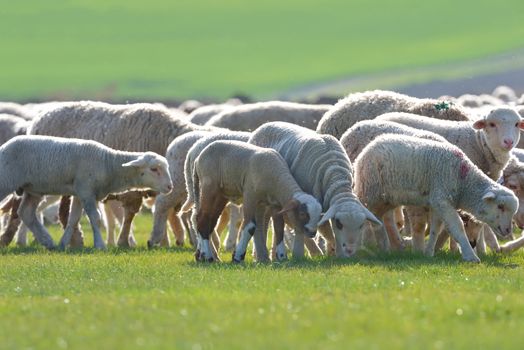 Sheep and lambs in spring field