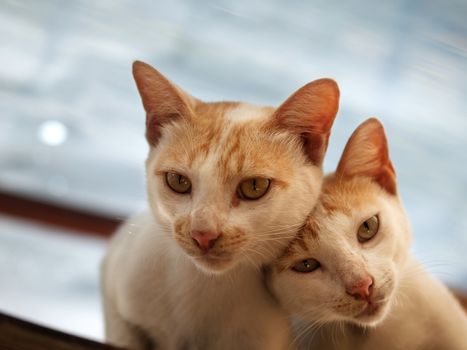 COLOR PHOTO OF COUPLE CAT LOOKING AT CAMERA