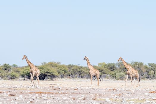 Three Namibian giraffes, Giraffa camelopardalis angolensis, walking through a field covered in white, calcrete, rocks in Northern Namibia