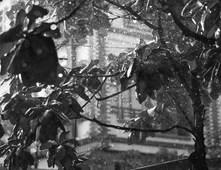 BLACK AND WHITE PHOTO OF CLOSE-UP OF RAINDROPS AND BLURRY LEAVES