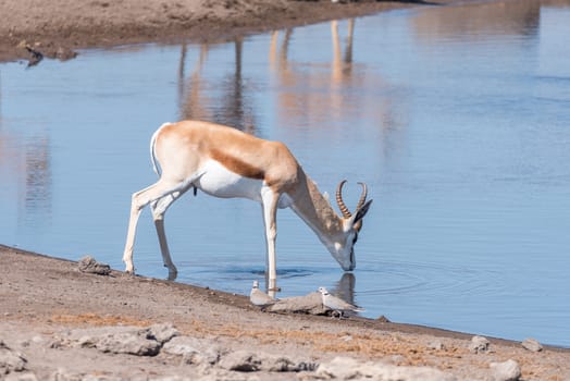 A springbok, Antidorcas marsupialis, drinking water, and two cape turtle doves, Streptopelia capicolas, at a waterhole in Northern Namibia