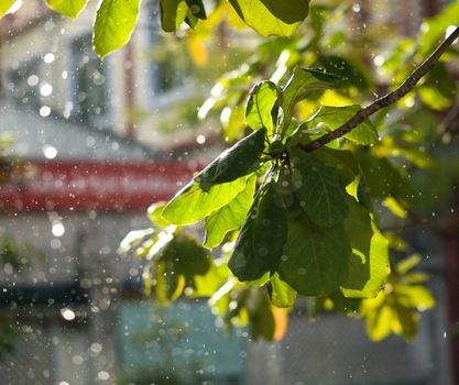 COLOR PHOTO OF CLOSE-UP OF RAINDROPS AND BLURRY LEAVES