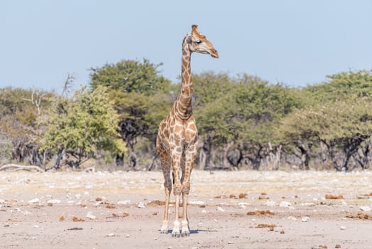 A Namibian giraffe, giraffa camelopardalis angolensis, facing the camera with head turned to its left side