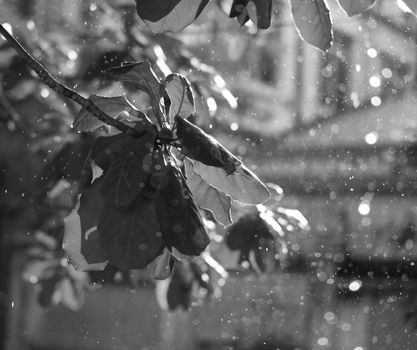 BLACK AND WHITE PHOTO OF CLOSE-UP OF RAINDROPS AND BLURRY LEAVES