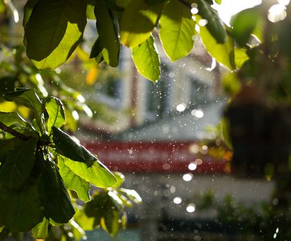 COLOR PHOTO OF CLOSE-UP OF RAINDROPS AND BLURRY LEAVES