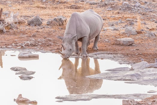 A black rhinoceros, Diceros bicornis, drinking water at a waterhole in Northern Namibia after sunset. Its reflection is visible on the water