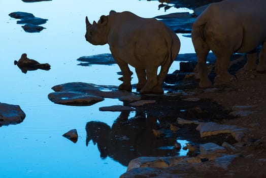 A black rhinoceros, Diceros bicornis, silhouette and reflection at a waterhole in Northern Namibia during the blue hour after sunset
