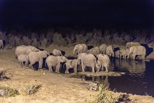 A herd of African Elephants, Loxodonta africana, drinking water at an artificially lit waterhole in Northern Namibia after sunset