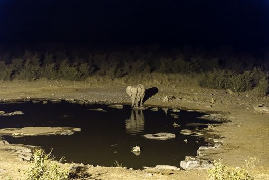 An African Elephant, Loxodonta africana, drinking water at an artificially lit waterhole in Northern Namibia after sunset. Its reflection is visible on the water