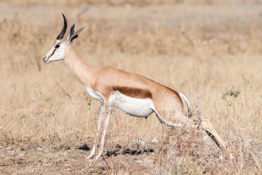 A springbok, Antidorcas marsupialis, urinating between grass in Northern Namibia