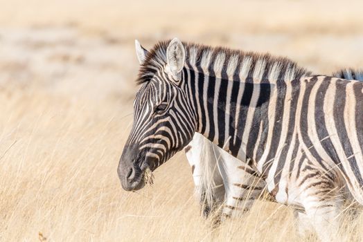 A close-up portrait of a burchells zebra,  Equus quagga burchellii, with grass in its mouth in Northern Namibia