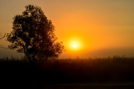 Photo with a summer sunrise and a tree.